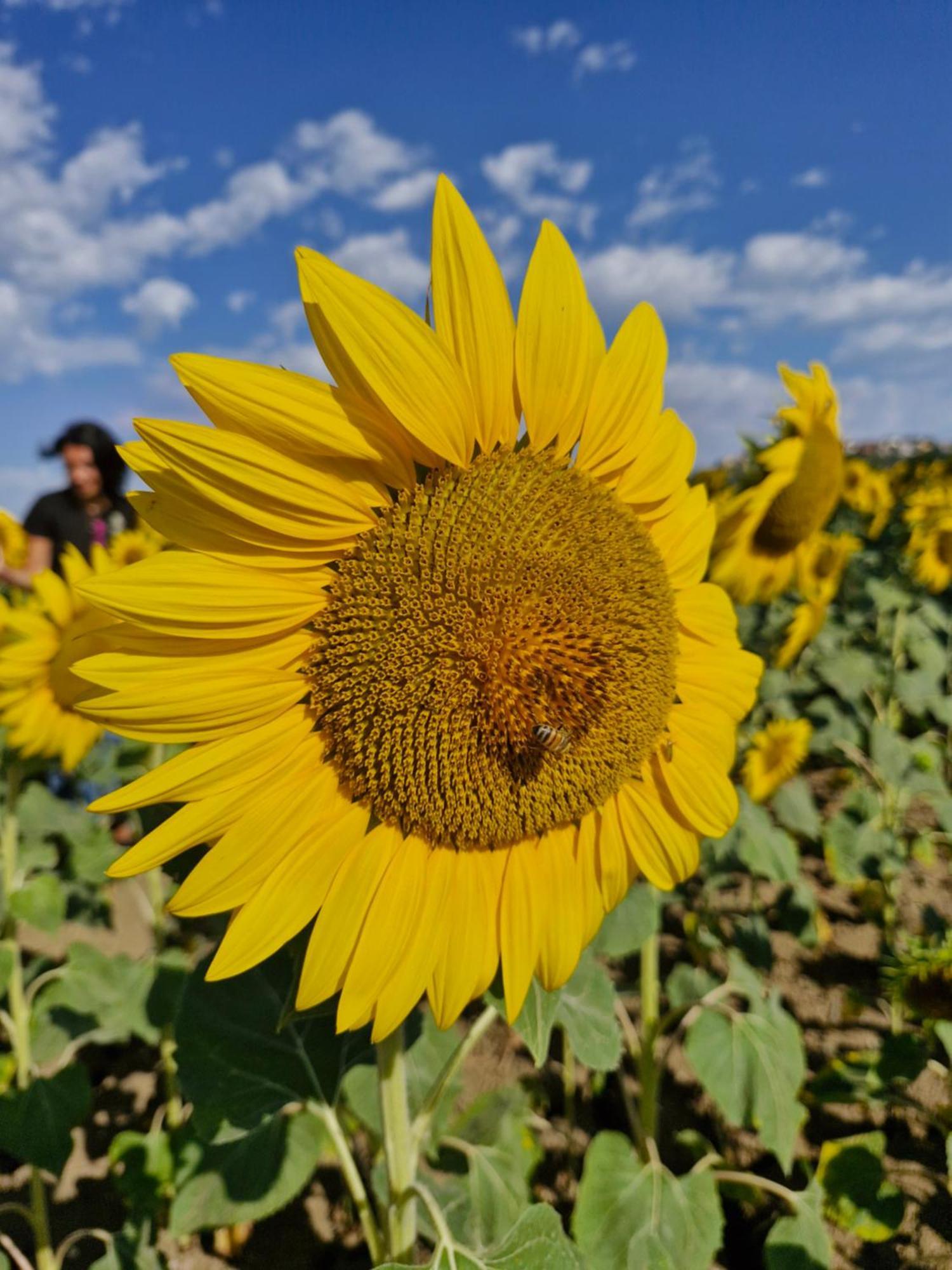 La Dolce Vita Castelfidardo Zewnętrze zdjęcie